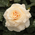 Giallo - Rose Ibridi di Tea - Comtessa®